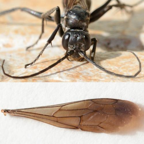 Cryptocheilus notatus